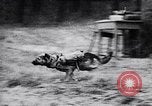 Immagine di I canini Germania, 1940, secondo 39 filmato di repertorio 65675074056