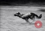 Immagine di I canini Germania, 1940, secondo 40 filmato di repertorio 65675074056