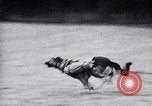 Immagine di I canini Germania, 1940, secondo 41 filmato di repertorio 65675074056