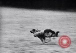 Immagine di I canini Germania, 1940, secondo 42 filmato di repertorio 65675074056