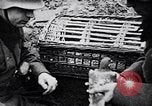 Immagine di I canini Germania, 1940, secondo 50 filmato di repertorio 65675074056