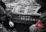 Immagine di I canini Germania, 1940, secondo 51 filmato di repertorio 65675074056