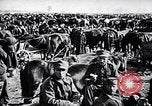 Immagine di I prigionieri di guerra Polonia, 1939, secondo 17 filmato di repertorio 65675074060