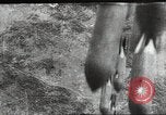 Standbild Schlacht von Stalingrad Stalingrad Russland Sowjetunion, 1942, aus Sekunde 38 historischem Filmmaterial Videoclip 65675074190