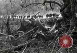 Immagine di Stati Uniti truppe Esperia Italia, 1944, secondo 20 filmato di repertorio 65675074261