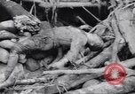 Image soldats nègres l'île de Bougainville en Papouasie-Nouvelle-Guinée, 1944, de la seconde 25 séquences d'archives historiques vidéo 65675074319