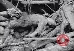 Image soldats nègres l'île de Bougainville en Papouasie-Nouvelle-Guinée, 1944, de la seconde 27 séquences d'archives historiques vidéo 65675074319