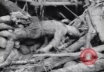 Image soldats nègres l'île de Bougainville en Papouasie-Nouvelle-Guinée, 1944, de la seconde 28 séquences d'archives historiques vidéo 65675074319