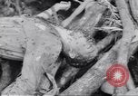 Image soldats nègres l'île de Bougainville en Papouasie-Nouvelle-Guinée, 1944, de la seconde 29 séquences d'archives historiques vidéo 65675074319