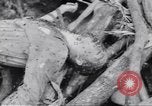Image soldats nègres l'île de Bougainville en Papouasie-Nouvelle-Guinée, 1944, de la seconde 30 séquences d'archives historiques vidéo 65675074319