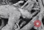 Image soldats nègres l'île de Bougainville en Papouasie-Nouvelle-Guinée, 1944, de la seconde 33 séquences d'archives historiques vidéo 65675074319