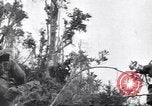Image La campagne des soldats américains africains dans le Pacifique l'île de Bougainville en Papouasie-Nouvelle-Guinée, 1944, de la seconde 58 séquences d'archives historiques vidéo 65675074325