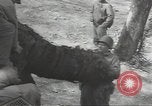 Immagine di Soldati statunitensi Weymouth Inghilterra, 1944, secondo 52 filmato di repertorio 65675074624