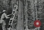 Image Civilian Conservation Corps United States USA, 1935, de la seconde 1 séquences d'archives historiques vidéo 65675074631