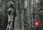 Image Civilian Conservation Corps United States USA, 1935, de la seconde 6 séquences d'archives historiques vidéo 65675074631