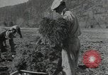 Image of Civilian Conservation Corps United States USA, 1935, second 6 stock footage video 65675074634