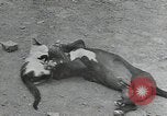 Image of Civilian Conservation Corps United States USA, 1935, second 12 stock footage video 65675074641