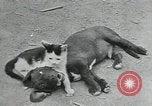 Image of Civilian Conservation Corps United States USA, 1935, second 16 stock footage video 65675074641
