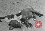 Image of Civilian Conservation Corps United States USA, 1935, second 18 stock footage video 65675074641