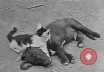 Image of Civilian Conservation Corps United States USA, 1935, second 19 stock footage video 65675074641