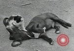 Image of Civilian Conservation Corps United States USA, 1935, second 21 stock footage video 65675074641