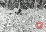 Image of United States soldiers Guadalcanal Solomon Islands, 1944, second 60 stock footage video 65675074676