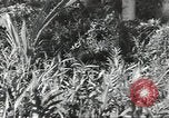 Image of 40th Infantry Division soldiers Guadalcanal Solomon Islands, 1944, second 4 stock footage video 65675074678