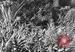 Image of 40th Infantry Division soldiers Guadalcanal Solomon Islands, 1944, second 6 stock footage video 65675074678
