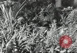 Image of 40th Infantry Division soldiers Guadalcanal Solomon Islands, 1944, second 7 stock footage video 65675074678