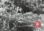 Image of 40th Infantry Division soldiers Guadalcanal Solomon Islands, 1944, second 10 stock footage video 65675074678