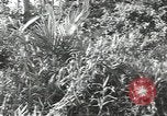 Image of 40th Infantry Division soldiers Guadalcanal Solomon Islands, 1944, second 12 stock footage video 65675074678