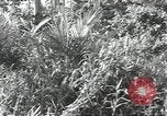 Image of 40th Infantry Division soldiers Guadalcanal Solomon Islands, 1944, second 13 stock footage video 65675074678