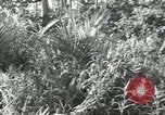 Image of 40th Infantry Division soldiers Guadalcanal Solomon Islands, 1944, second 14 stock footage video 65675074678