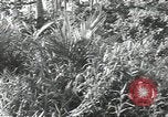 Image of 40th Infantry Division soldiers Guadalcanal Solomon Islands, 1944, second 15 stock footage video 65675074678