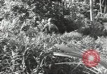 Image of 40th Infantry Division soldiers Guadalcanal Solomon Islands, 1944, second 27 stock footage video 65675074678
