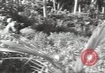 Image of 40th Infantry Division soldiers Guadalcanal Solomon Islands, 1944, second 30 stock footage video 65675074678