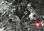Image of 40th Infantry Division soldiers Guadalcanal Solomon Islands, 1944, second 33 stock footage video 65675074678
