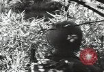 Image of 40th Infantry Division soldiers Guadalcanal Solomon Islands, 1944, second 42 stock footage video 65675074678