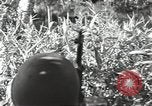 Image of 40th Infantry Division soldiers Guadalcanal Solomon Islands, 1944, second 46 stock footage video 65675074678
