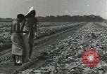 Image of United States soldiers Guadalcanal Solomon Islands, 1944, second 11 stock footage video 65675074684