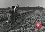 Image of United States soldiers Guadalcanal Solomon Islands, 1944, second 13 stock footage video 65675074684