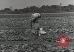 Image of United States soldiers Guadalcanal Solomon Islands, 1944, second 36 stock footage video 65675074684