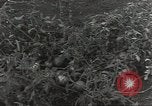Immagine di Soldati statunitensi Guadalcanal nelle Isole Salomone, 1944, secondo 3 filmato di repertorio 65675074689