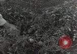 Immagine di Soldati statunitensi Guadalcanal nelle Isole Salomone, 1944, secondo 8 filmato di repertorio 65675074689