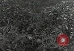 Immagine di Soldati statunitensi Guadalcanal nelle Isole Salomone, 1944, secondo 11 filmato di repertorio 65675074689