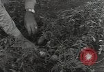 Immagine di Soldati statunitensi Guadalcanal nelle Isole Salomone, 1944, secondo 12 filmato di repertorio 65675074689
