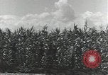 Immagine di Soldati statunitensi Guadalcanal nelle Isole Salomone, 1944, secondo 24 filmato di repertorio 65675074689