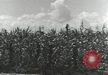 Immagine di Soldati statunitensi Guadalcanal nelle Isole Salomone, 1944, secondo 25 filmato di repertorio 65675074689