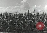 Immagine di Soldati statunitensi Guadalcanal nelle Isole Salomone, 1944, secondo 26 filmato di repertorio 65675074689