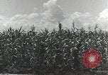 Immagine di Soldati statunitensi Guadalcanal nelle Isole Salomone, 1944, secondo 29 filmato di repertorio 65675074689